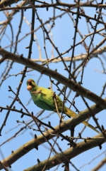 Conures Vertes 13 * 3456 x 2172 * (3.18MB)